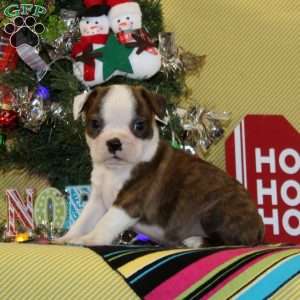 Frankincense, Boston Terrier Puppy